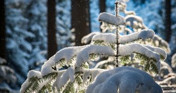 God jul 2024